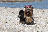 YORKSHIRE TERRIER 298